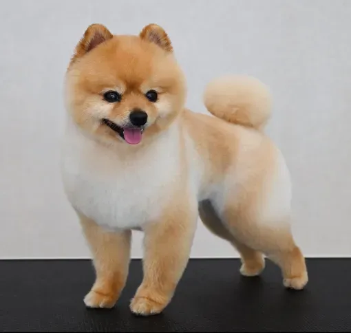 Adorable Groomed Pomeranian Dog groomed by Sassy Paws Dog Grooming in New Jersey