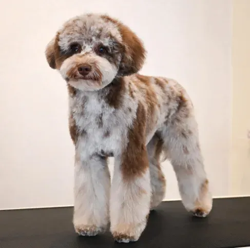 Adorable Groomed Schnoodle Dog groomed by Sassy Paws Dog Grooming in New Jersey