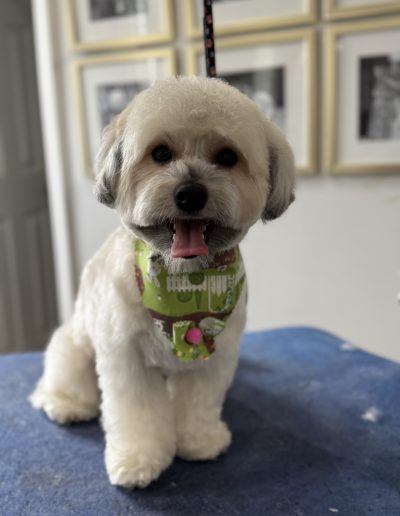 groomed by Sassy Paws Dog Grooming in New Jersey