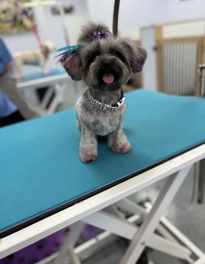 Mix Breed Dog groomed by Sassy Paws Dog Grooming in New Jersey