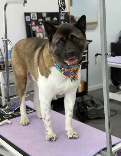 Akita Dog groomed by Sassy Paws Dog Grooming in New Jersey