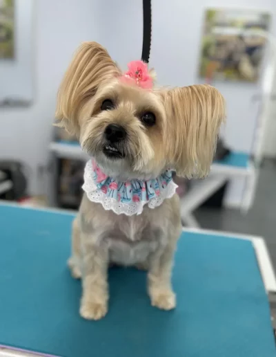 Yorkshire Terrier Dog styled and groomed by Sassy Paws Dog Grooming in New Jersey