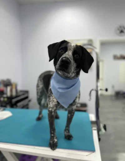 German Shorthaired Pointer Dog groomed by Sassy Paws Dog Grooming in New Jersey