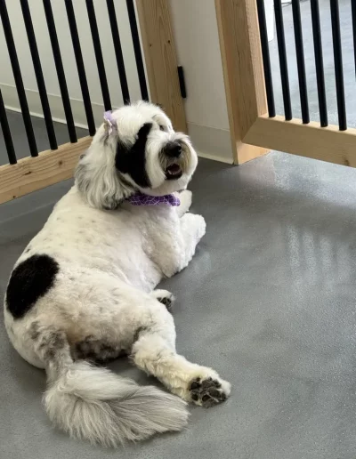 Old English Sheepdog groomed by Sassy Paws Dog Grooming in New Jersey