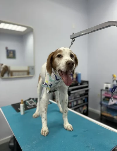 Brittany Dog groomed by Sassy Paws Dog Grooming in New Jersey