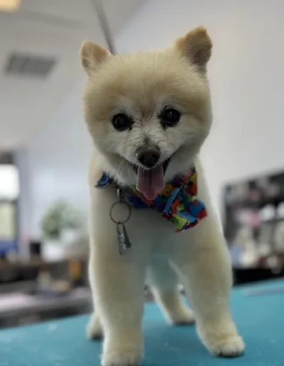 Pomeranian Dog groomed by Sassy Paws Dog Grooming in New Jersey