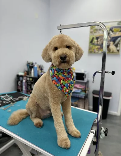 Goldendoodle Dog groomed by Sassy Paws Dog Grooming in New Jersey