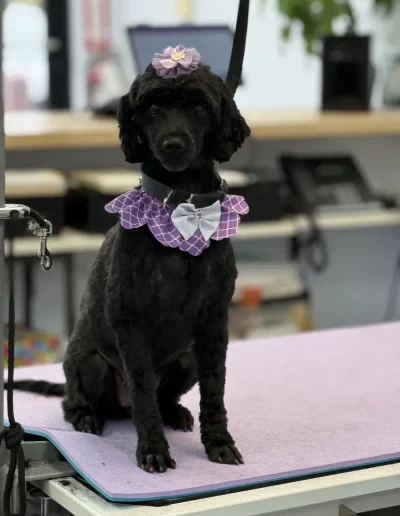 Mix breed Dog groomed by Sassy Paws Dog Grooming in New Jersey