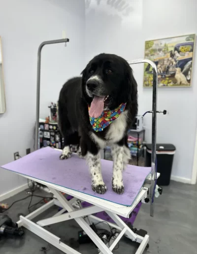 Newfoundland Dog groomed by Sassy Paws Dog Grooming in New Jersey