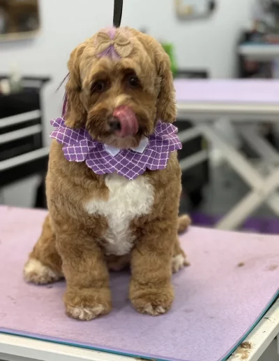 Cockapoo Dog groomed by Sassy Paws Dog Grooming in New Jersey