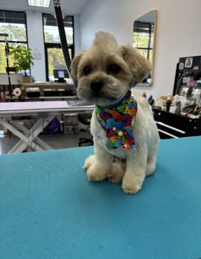 Mix Breed Dog groomed by Sassy Paws Dog Grooming in New Jersey