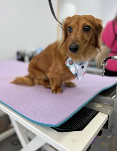 Dachshund Dog groomed by Sassy Paws Dog Grooming in New Jersey