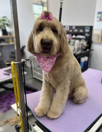 Labradoodle Dog groomed by Sassy Paws Dog Grooming in New Jersey