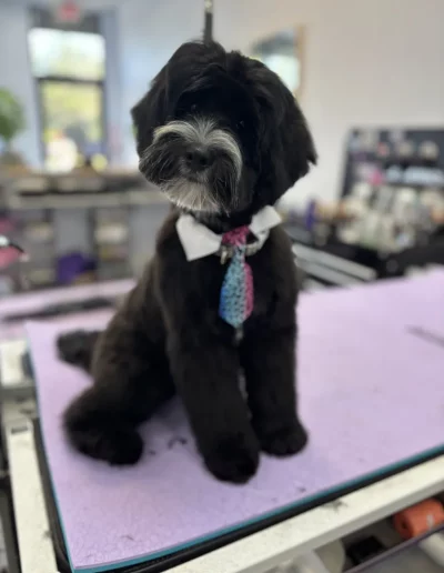 Schnoodle Dog groomed by Sassy Paws Dog Grooming in New Jersey