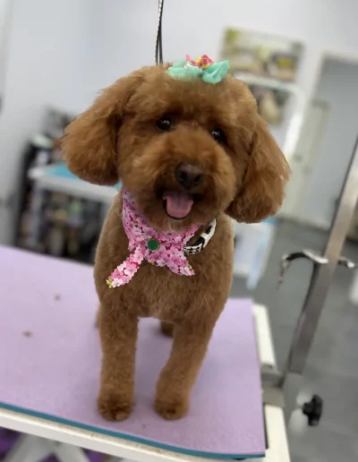 Goldendoodle Dog groomed by Sassy Paws Dog Grooming in New Jersey