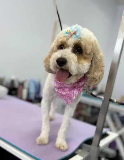 Poodle Dog groomed by Sassy Paws Dog Grooming in New Jersey