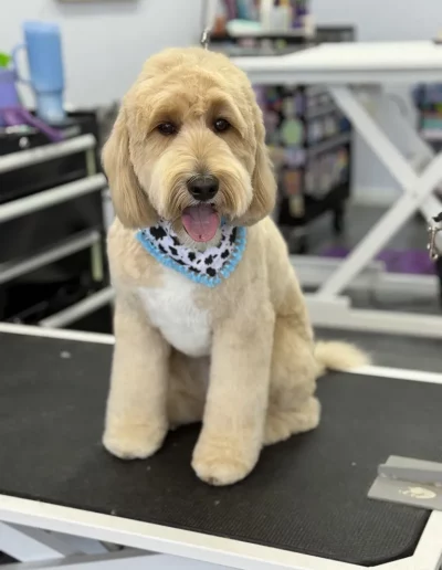 Golden Doodle Dog groomed by Sassy Paws Dog Grooming in New Jersey