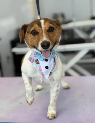 Jack Russell Terrier Dog groomed by Sassy Paws Dog Grooming in New Jersey