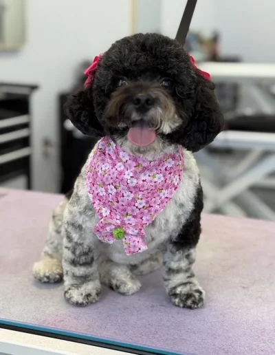 Mix Breed Dog groomed by Sassy Paws Dog Grooming in New Jersey