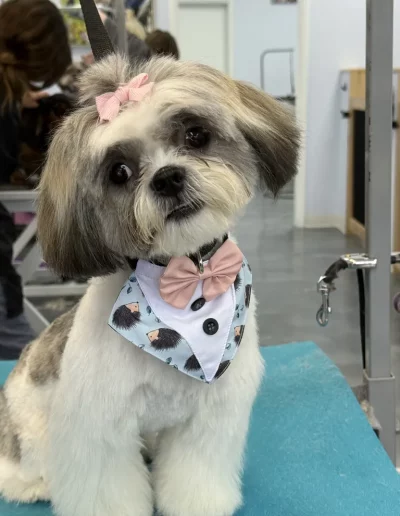 Lhasa Apso Dog groomed by Sassy Paws Dog Grooming in New Jersey