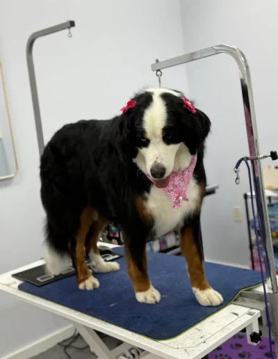 Bernese Mountain Dog groomed by Sassy Paws Dog Grooming in New Jersey
