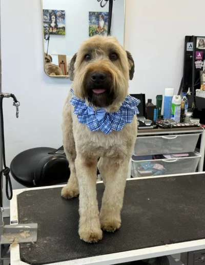 Mix Breed Dog groomed by Sassy Paws Dog Grooming in New Jersey