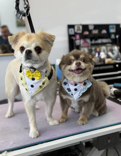 two adorable dogs groomed by Sassy Paws Dog Grooming in New Jersey