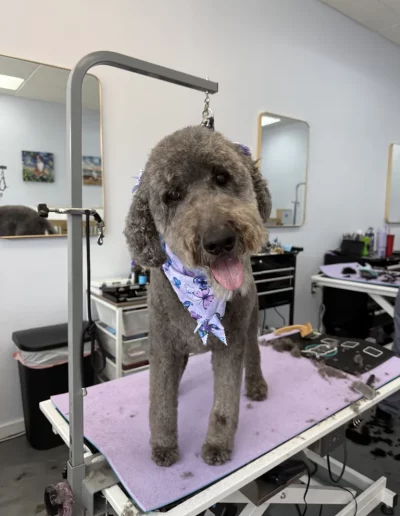 Poodle Dog groomed by Sassy Paws Dog Grooming in New Jersey