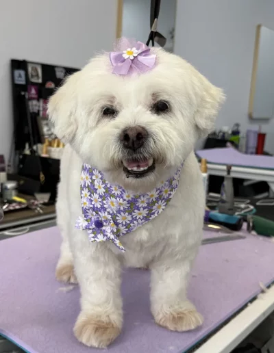Coton De Tulear Dog groomed by Sassy Paws Dog Grooming in New Jersey