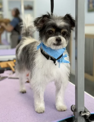 Griffon Bruxellios Dog groomed by Sassy Paws Dog Grooming in New Jersey
