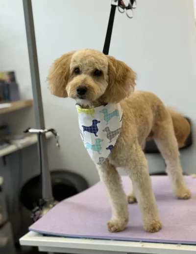 Mix Breed Dog groomed by Sassy Paws Dog Grooming in New Jersey