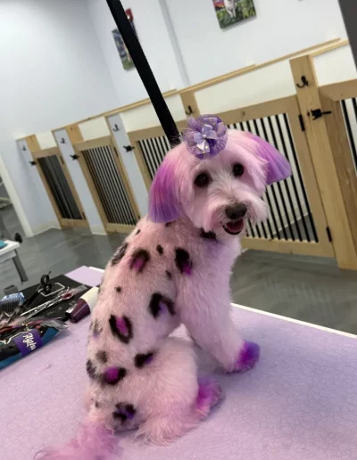 Dye Art on Mix Breed Dog groomed by Sassy Paws Dog Grooming in New Jersey