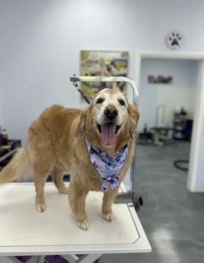 Golden Retriever Dog groomed by Sassy Paws Dog Grooming in New Jersey
