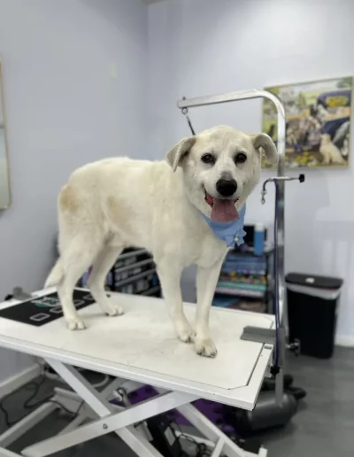 Mix Breed Dog groomed by Sassy Paws Dog Grooming in New Jersey