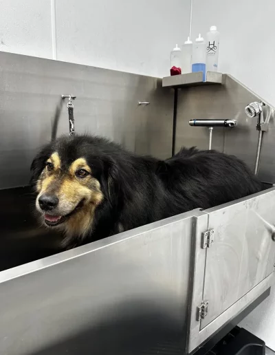 Shetland Sheepdog groomed by Sassy Paws Dog Grooming in New Jersey