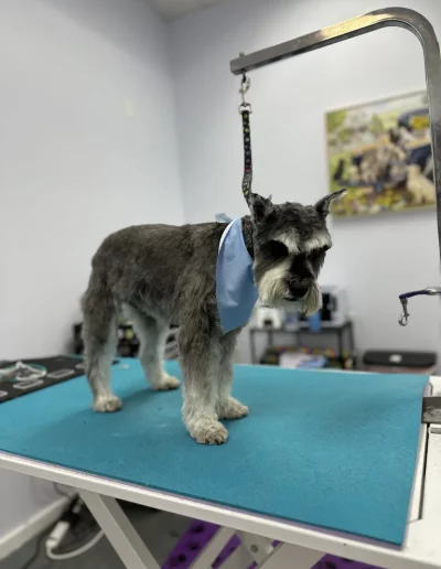 Schnauzer Dog groomed by Sassy Paws Dog Grooming in New Jersey