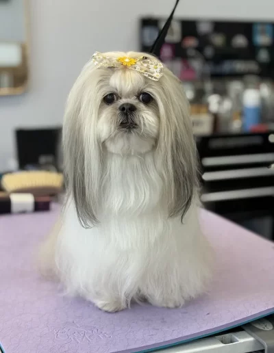 Shih Tzu Dog groomed by Sassy Paws Dog Grooming in New Jersey