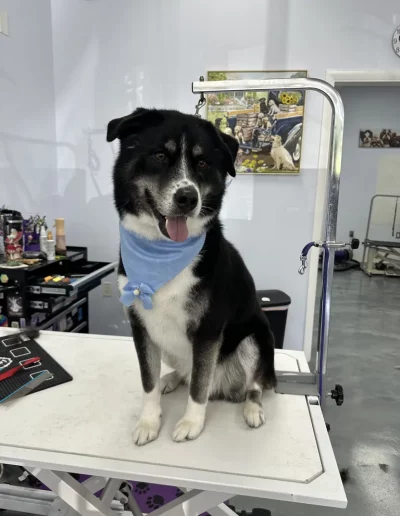 Border Collie Dog groomed by Sassy Paws Dog Grooming in New Jersey