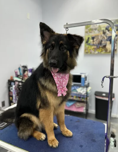 German Shepherd Dog groomed by Sassy Paws Dog Grooming in New Jersey
