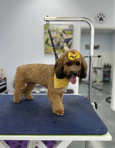 Goldendoodle Dog groomed by Sassy Paws Dog Grooming in New Jersey