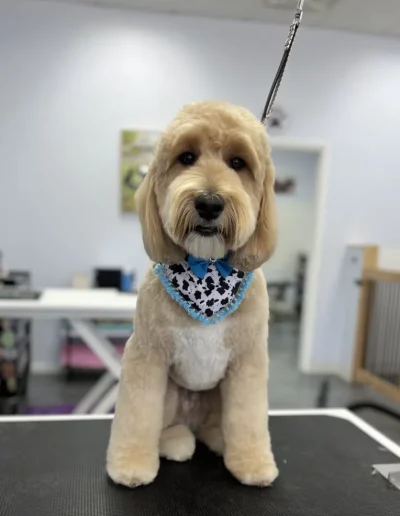 Mix Breed Dog groomed by Sassy Paws Dog Grooming in New Jersey