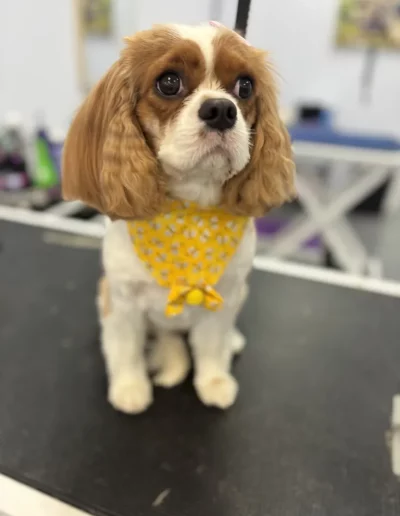 Cavalier King Charles Spaniel Dog groomed by Sassy Paws Dog Grooming in New Jersey