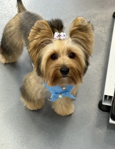 Yorkshire Terrier Dog groomed by Sassy Paws Dog Grooming in New Jersey
