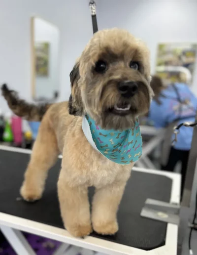 Mix Breed Dog groomed by Sassy Paws Dog Grooming in New Jersey