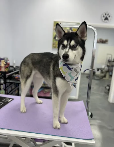 Siberian Husky Dog groomed by Sassy Paws Dog Grooming in New Jersey