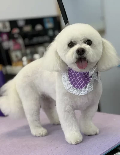 Bichon Frisé Dog groomed by Sassy Paws Dog Grooming in New Jersey