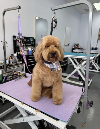 Goldendoodle Dog groomed by Sassy Paws Dog Grooming in New Jersey