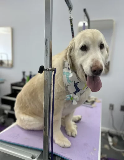 Labrador Retriever Dog groomed by Sassy Paws Dog Grooming in New Jersey