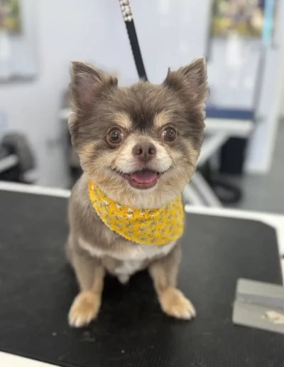Pomeranian Dog groomed by Sassy Paws Dog Grooming in New Jersey