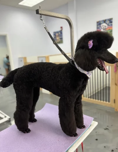 Poodle Dog groomed by Sassy Paws Dog Grooming in New Jersey